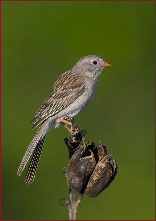 field sparrow