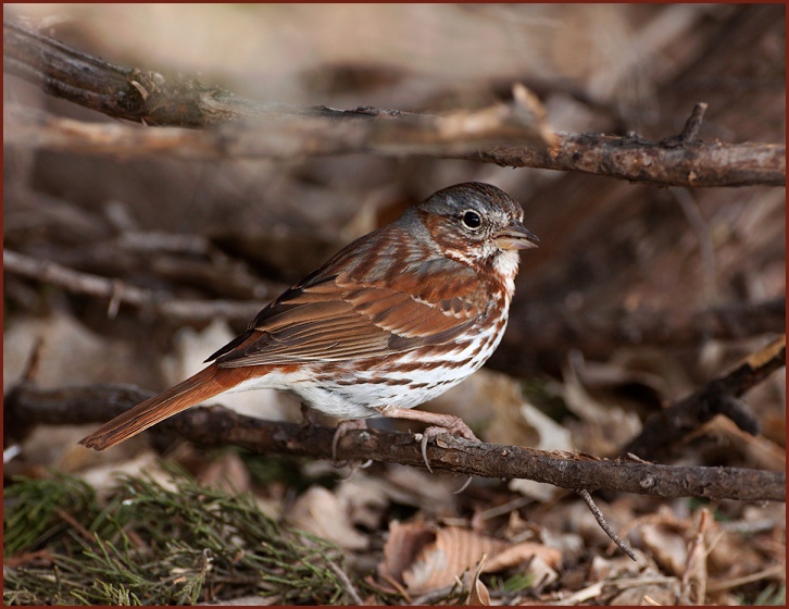 fox sparrow