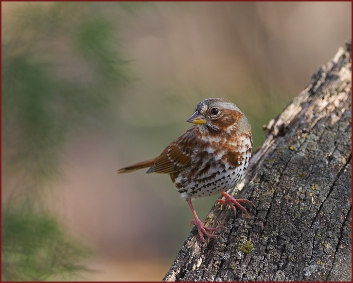 fox sparrow