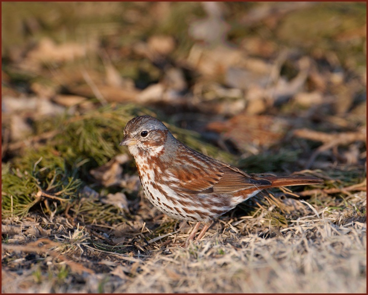 fox sparrow