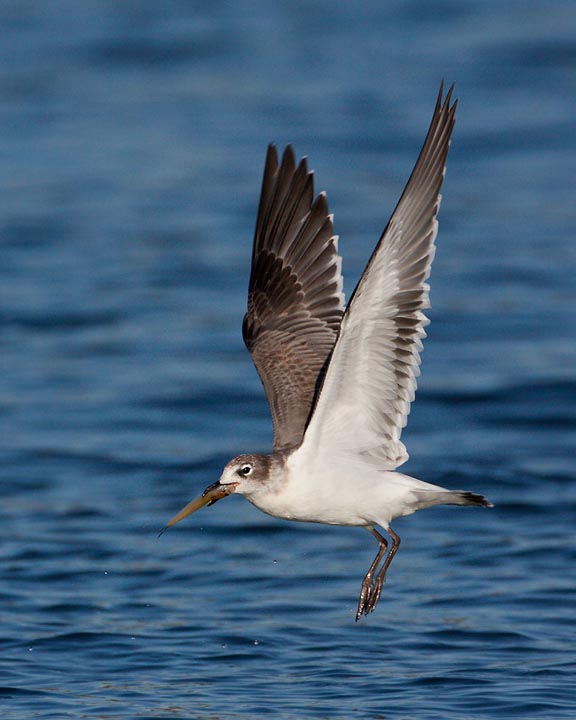 Franklin's Gull