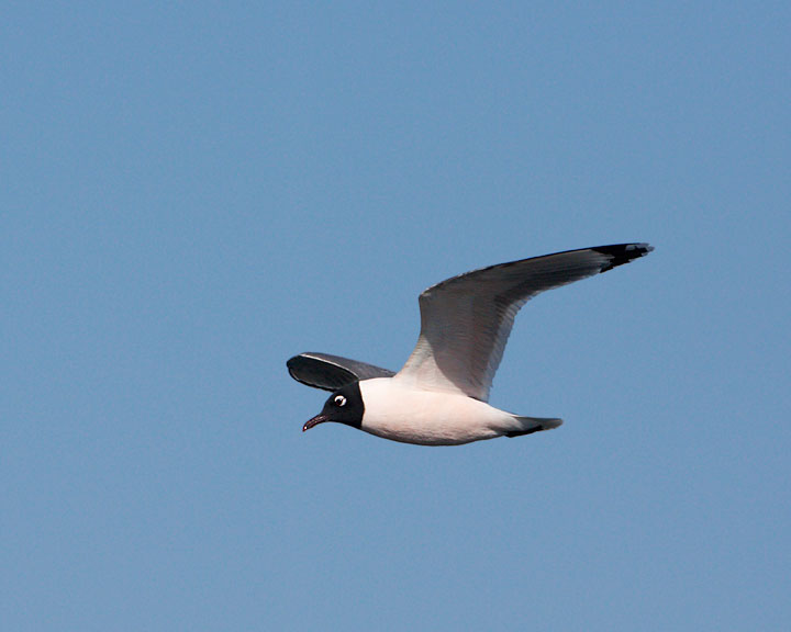 Franklin's Gull