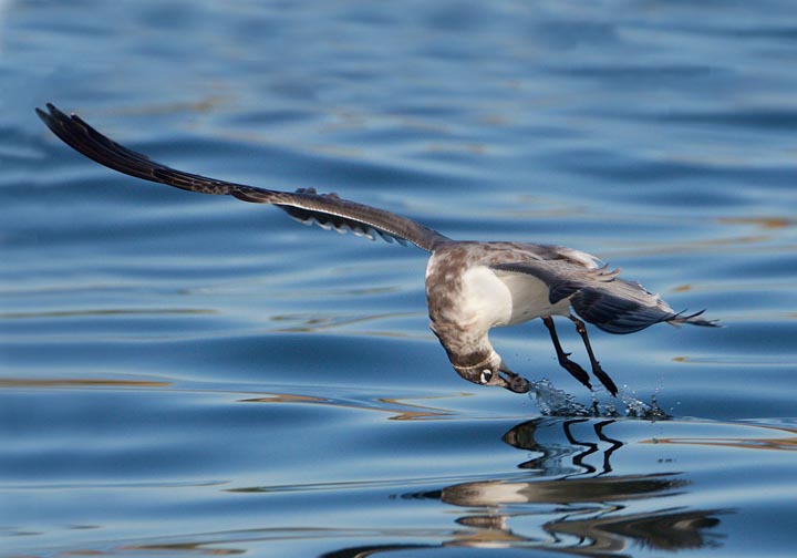 Franklin's Gull