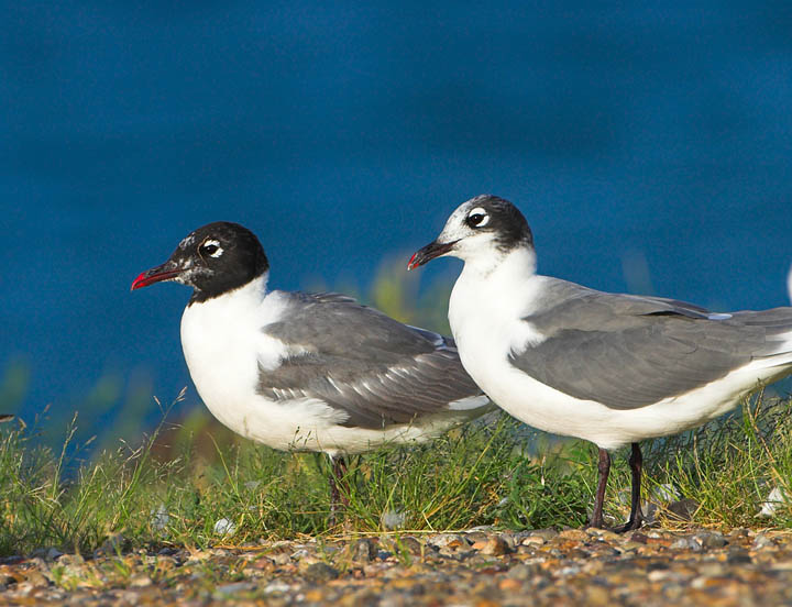 Franklin's Gull