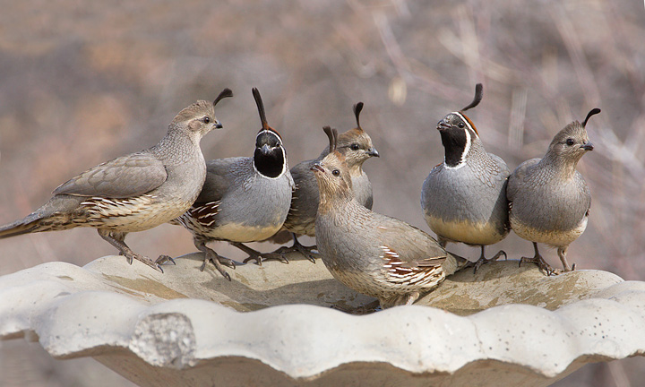 Gambel's Quail