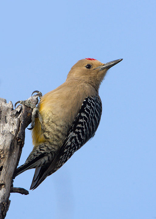 Gila Woodpecker