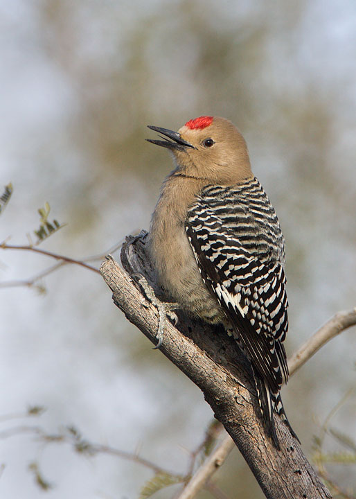 Gila Woodpecker