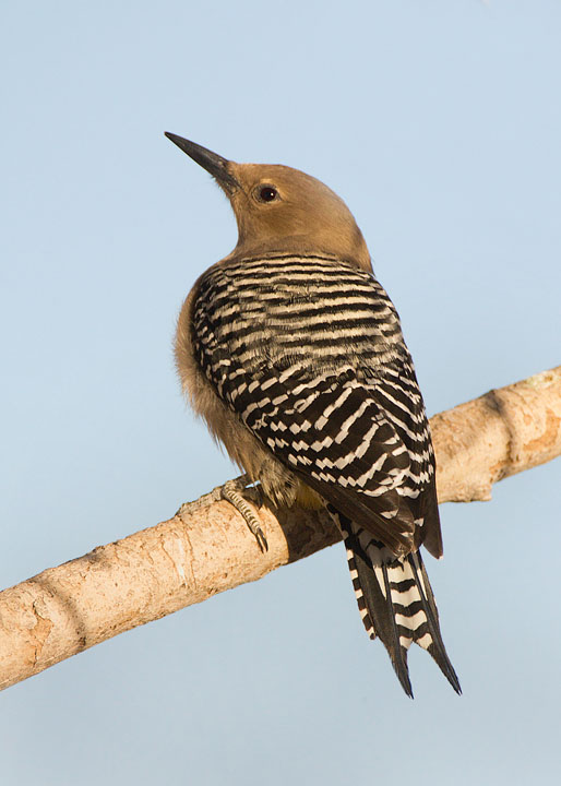 Gila Woodpecker