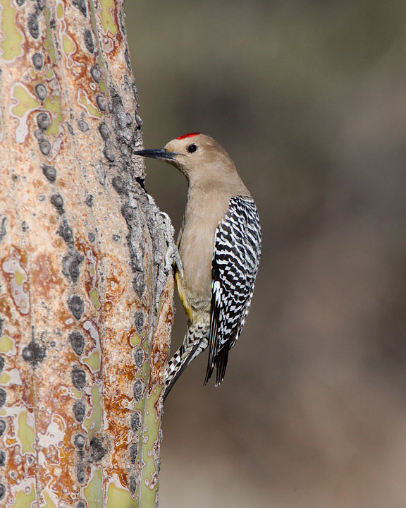 Gila Woodpecker