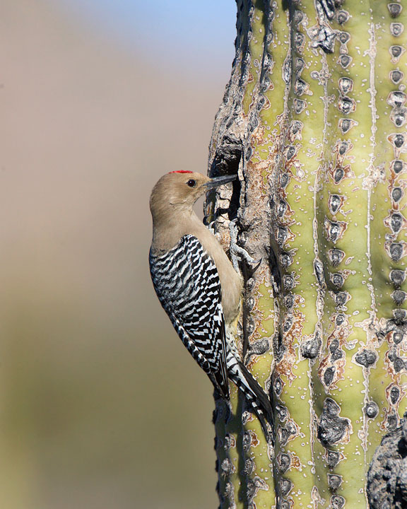 Gila Woodpecker