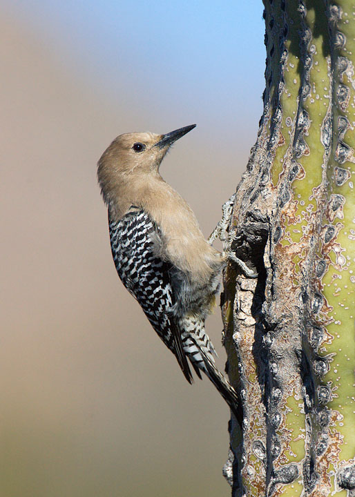 Gila Woodpecker