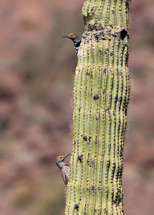 Gilded Flicker