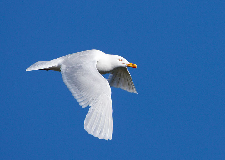 glaucous gull