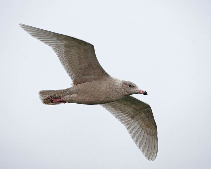 glaucous gull