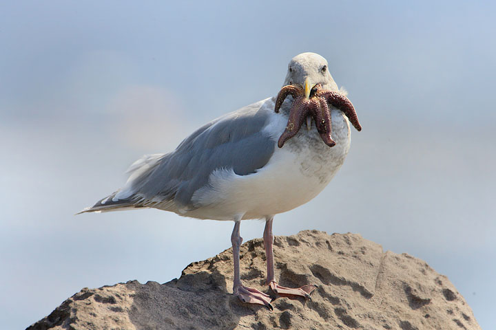 Glaucous-winged Gull