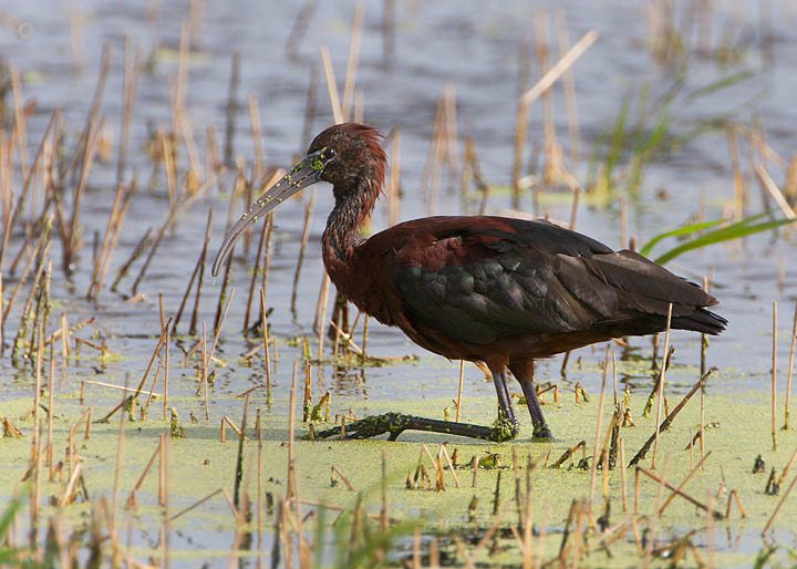 glossy ibis