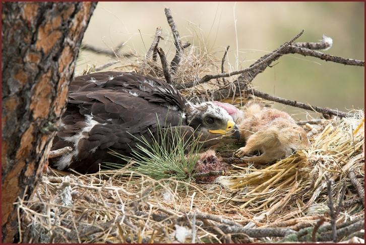 golden eagle nest