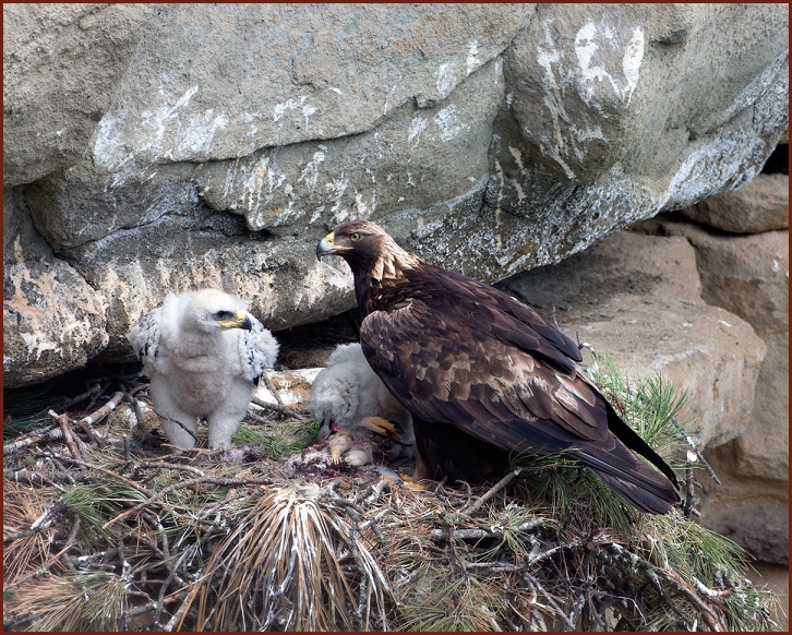 golden eagle