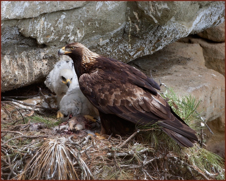 golden eagle