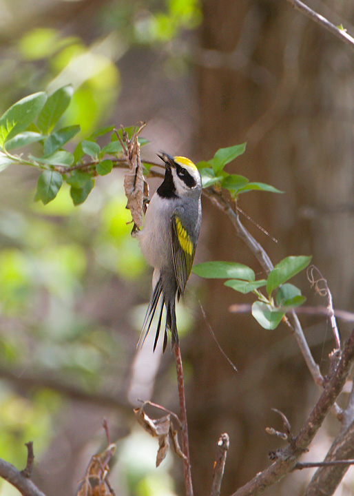 golden-winged warbler