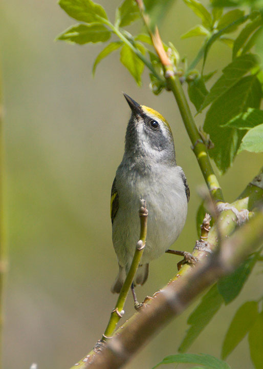 golden-winged warbler