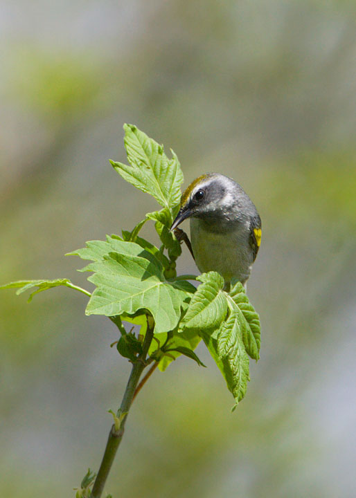 golden-winged warbler