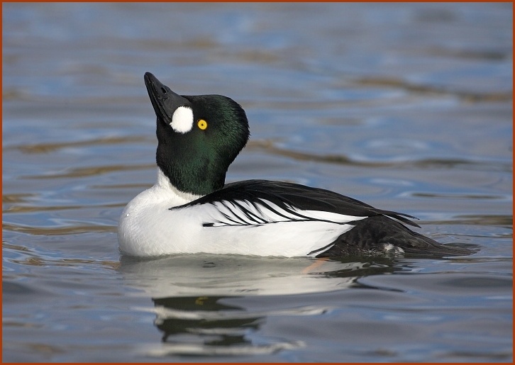 Common Goldeneye