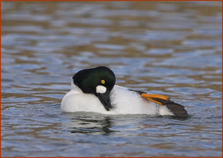 Common Goldeneye