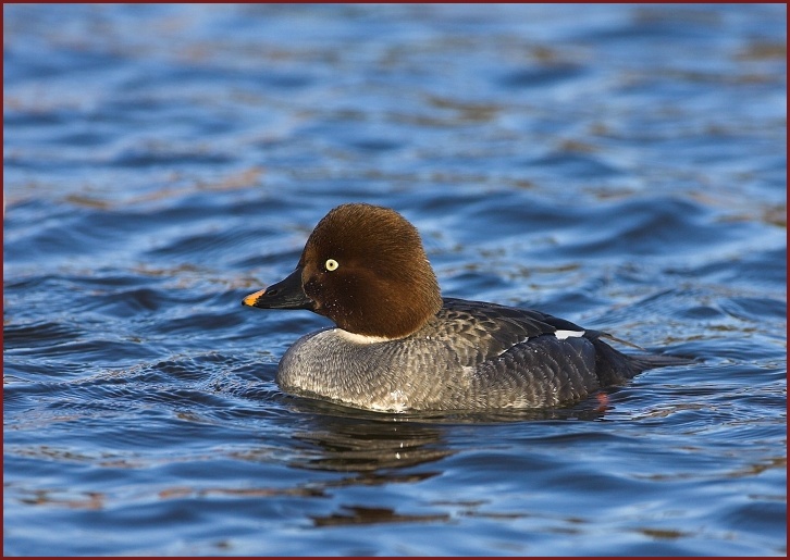 Common Goldeneye