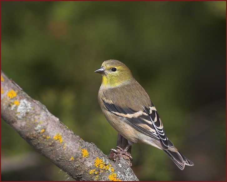 American Goldfinch