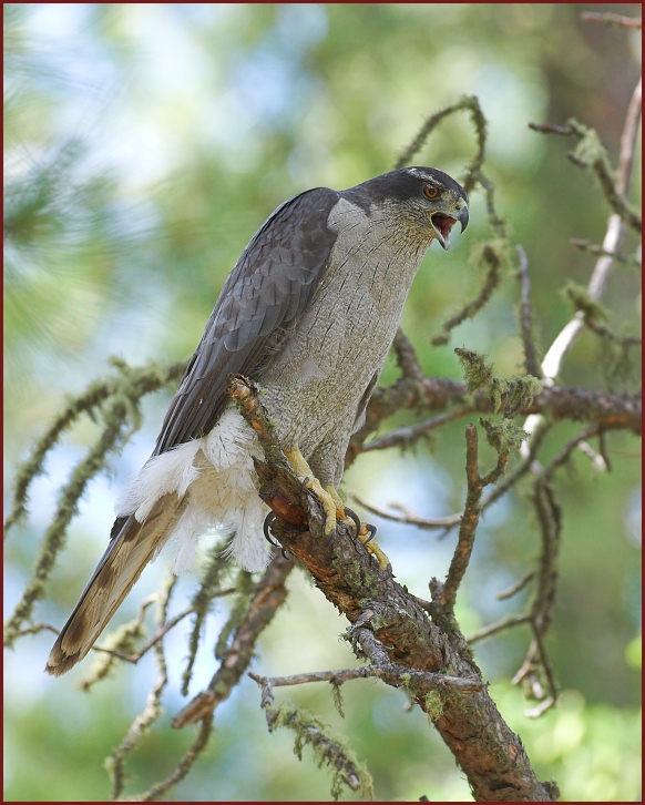 northern goshawk