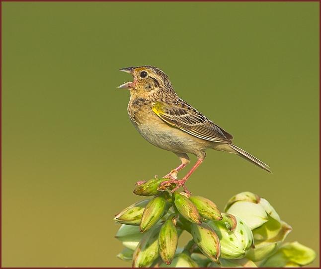 grasshopper sparrow