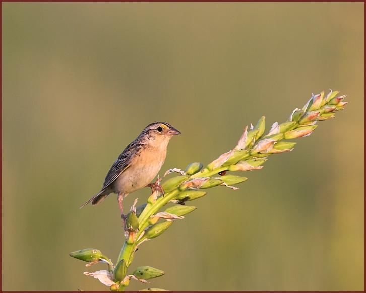 grasshopper sparrow