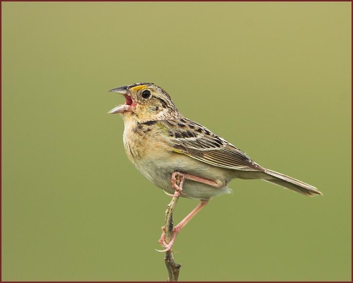 grasshopper sparrow