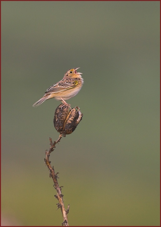 grasshopper sparrow