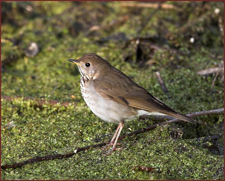 gray-cheeked thrush