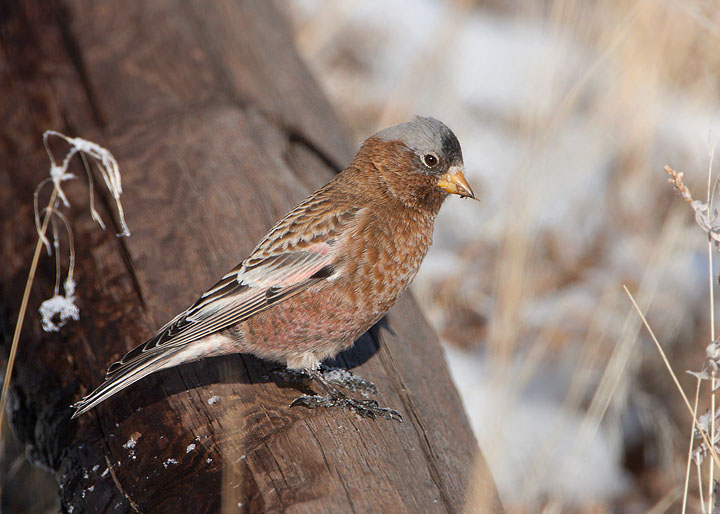 Gray-crowned Rosy-finch