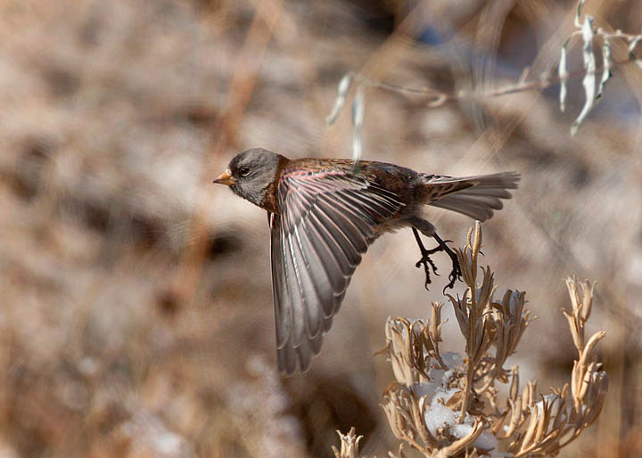 Gray-crowned Rosy-finch