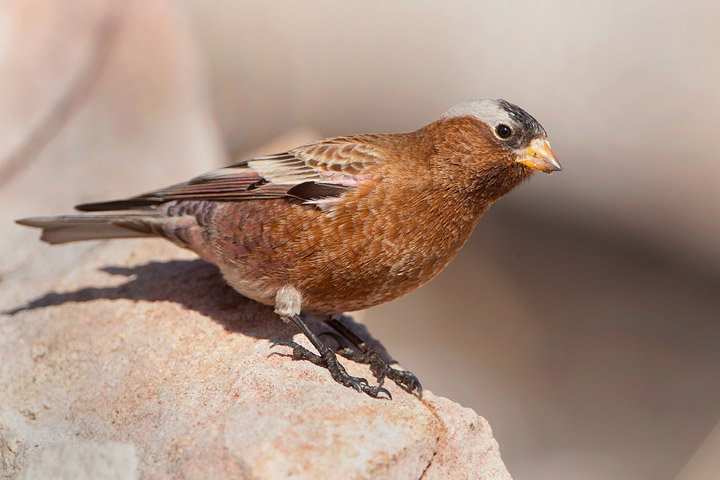 Gray-crowned Rosy-finch