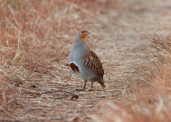 gray partridge