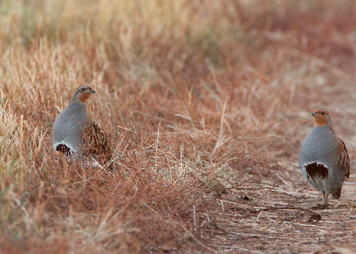 gray partridge
