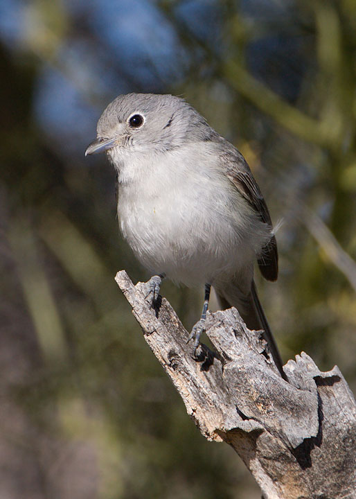 Gray Vireo