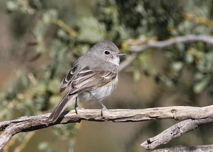 Gray Vireo