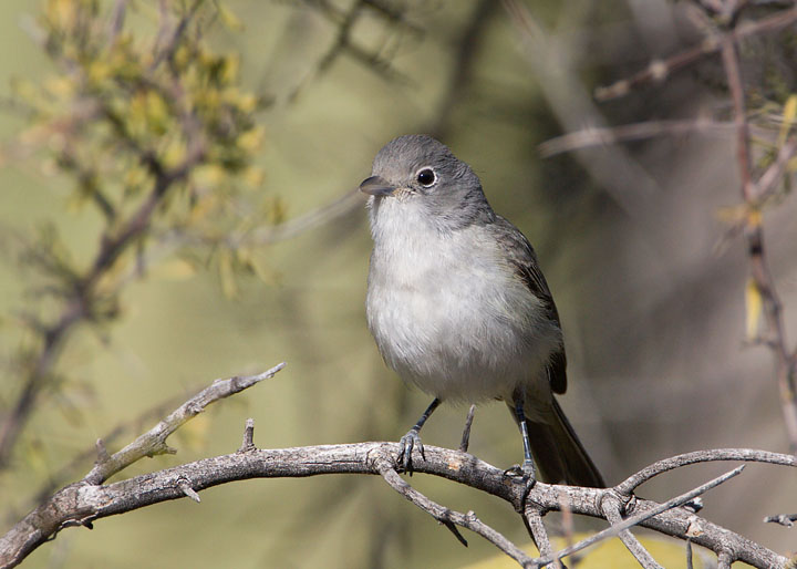 Gray Vireo