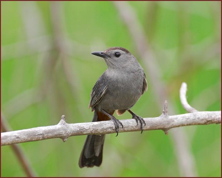 gray catbird