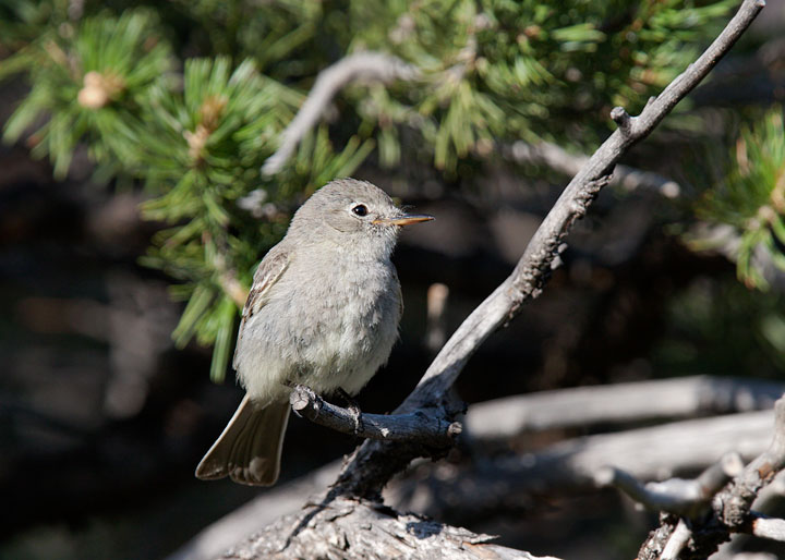 Gray Flycatcher