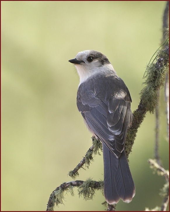 gray jay