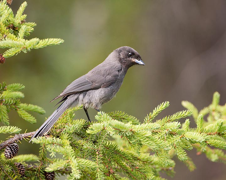 gray jay