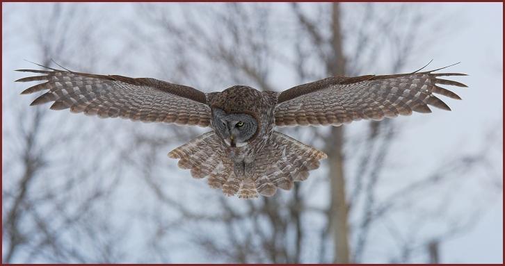 great gray owl