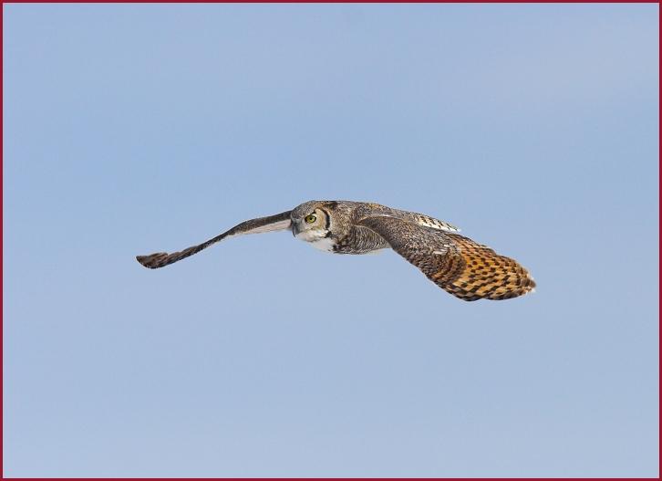 great horned owl